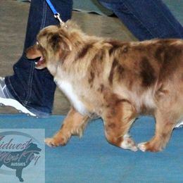 Patsy - Toy Australian Shepherd