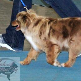 Patsy - Toy Australian Shepherd