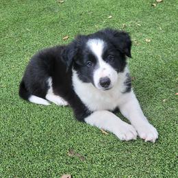Hawk - Black and white male Border Collie puppy in Morgan, Texas from Shooting Star Ranch