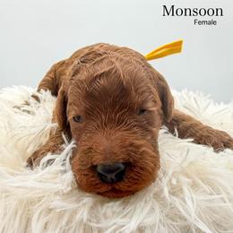 Monsoon - Apricot female Goldendoodle puppy in Sunman, Indiana from Brunsman Country Doodles LLC