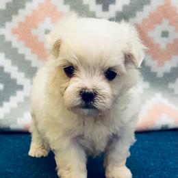 Louie - White male Maltese puppy in Monticello, Iowa from Ashley’s Puppies