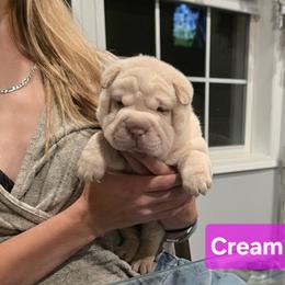 Cream Girl - Cream female Chinese Shar-Pei puppy in Blossvale, New York from CNY Shar Peis