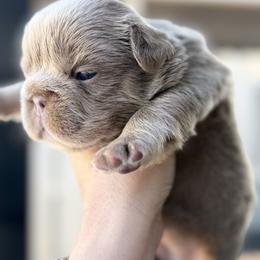 Dachshund and French Bulldog Puppies from Slinky Doxie 305