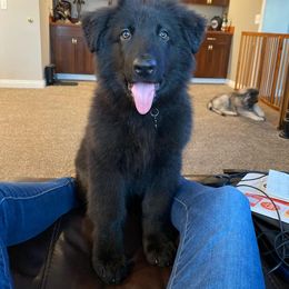 Shiloh Shepherd Puppies from Edelweis Shiloh Shepherds