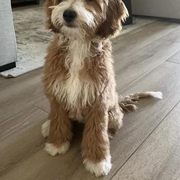 Goldendoodle All Grown Up from Goldendoodle AZ