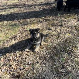 Elsa - Black and tan female German Shepherd puppy in Stanardsville, Virginia from Majestic K9 LLC