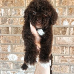 Mauve Collar - Brown female Cockapoo puppy in Richmond, Kentucky from The Doting Doodle