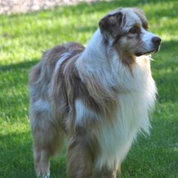 Australian Shepherds from Turnintheherd Aussies