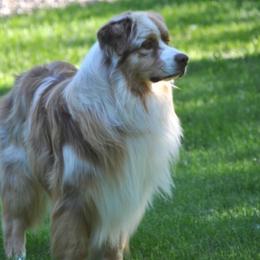 Australian Shepherds from Turnintheherd Aussies
