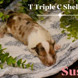 Susan (Pending waiting list) - Sable merle and white female Shetland Sheepdog puppy in Gladbrook, Iowa from T Triple C Shelties