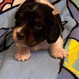 OREO - Piebald male Dachshund puppy in Elizabethtown, Kentucky from Teeny Tiny Puppy Tails