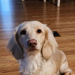 Dolly - Dachshund