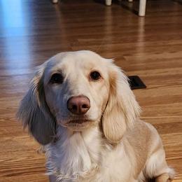 Dolly - Dachshund