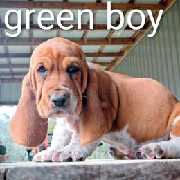 Green boy - Red and white male Basset Hound puppy in Converse, Louisiana from Walkers Catuna Bassett Hounds