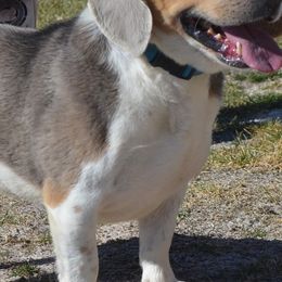 Beagles and Labrador Retrievers from Badland Kennel
