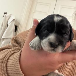 Lizzie - Black female Australian Labradoodle puppy in Denton, Texas from Liberty Hill Labradoodles