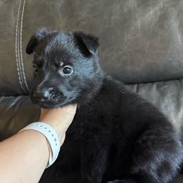 Yellow collar - Black female German Shepherd puppy in Denver, Colorado from Morales Kennels
