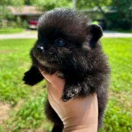 Henry - Black male Pomeranian puppy in Springfield, Missouri from Hope Mountain Pomeranians