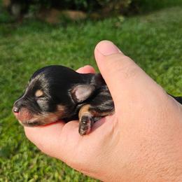 Buck - Black and silver male Miniature Schnauzer puppy in Agricola, Mississippi from Lorraine's Miniature Schnauzers