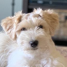 Waylon - Miniature Schnauzer