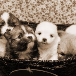 Pomeranian Puppies from Port Bee Pomeranian’s