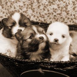 Pomeranian Puppies from Port Bee Pomeranian’s
