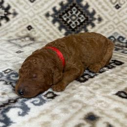 Red Collar Female - Red  female Goldendoodle puppy in Pasadena, Texas from Knightsbane Standard Poodles