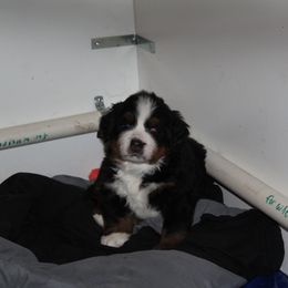 Bernese Mountain Dog Puppies from Baby Bear Bernese Kennel