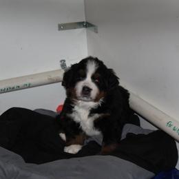 Bernese Mountain Dog Puppies from Baby Bear Bernese Kennel