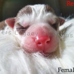 Marcy - Siberian Husky puppy in Dunnellon, Florida from Clover's Legacy Siberians