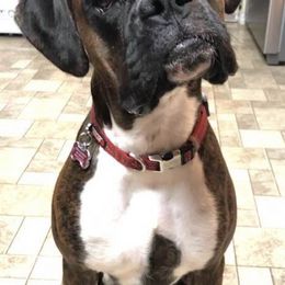 Boxers from SMART AKC Boxers