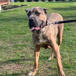 Mia - Cane Corso