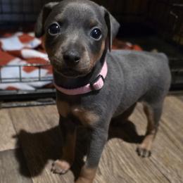 PBLF1 9-26 Light Pink - Blue and tan female Miniature Pinscher puppy in Middle Point, Ohio from Knisely's Min Pins-AKC
