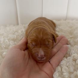 Peach - Apricot female Goldendoodle puppy in Independence, Oregon from Ankeny Doodles