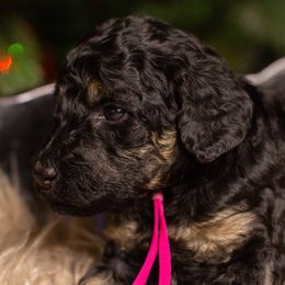 Prancer - Tri-color female Bernedoodle puppy in Tyner, Kentucky from Good Dog Doodles