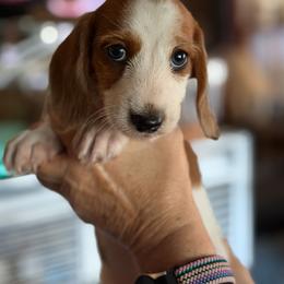Ranger - Piebald male Dachshund puppy in Columbia, South Carolina from A&R Dachshund