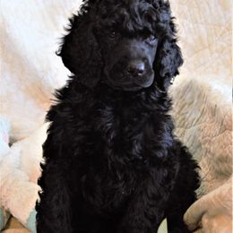 Poodle Puppies from Arindayle Standard Poodles