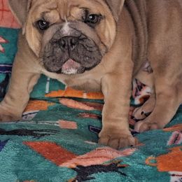 Bulldog Puppies from Illinois Bullies Kennel