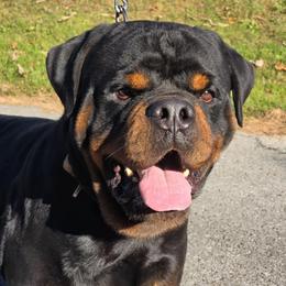 Tajkun - Rottweiler