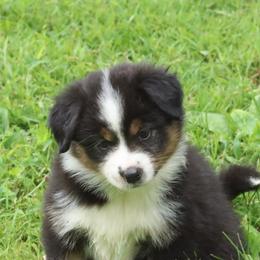 Erised Secret X Bolo - Black tri female Miniature American Shepherd puppy in Tiskilwa, Illinois from First Harmony Farms