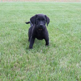 Labrador Retriever Puppies from Richard Hursh's Labrador Retrievers