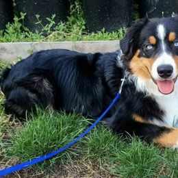 Australian Shepherds from O'Gara's Aussies