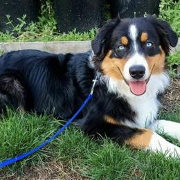 Australian Shepherds from O'Gara's Aussies