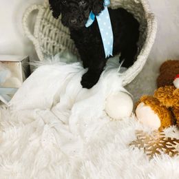 Toblerone - Black male Goldendoodle puppy in Longview, Texas from WonderDoodles