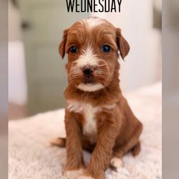 Wednesday - Red  female Goldendoodle puppy in Glendale, Arizona from Follow Your Bliss Doodles