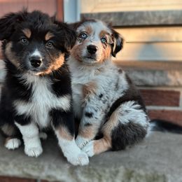 Australian Shepherd Puppies from Caramel Bliss Aussies - NJ NYC
