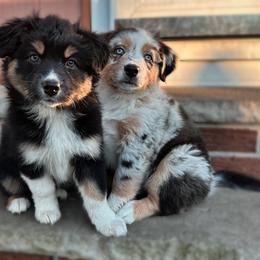 Australian Shepherd Puppies from Caramel Bliss Aussies - NJ NYC