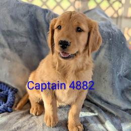 Captian - Dark golden male Golden Retriever puppy in Parker, Colorado from Legacy Ranch Golden Retrievers