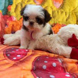 Coco - Liver and white female Shih Tzu puppy in Cordova, Tennessee from TrueLine kennels