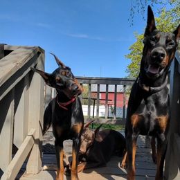 Doberman Pinscher All Grown Up from Saxbell Dobermans